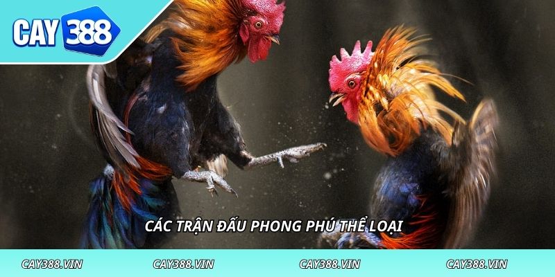 Các trận đấu phong phú thể loại