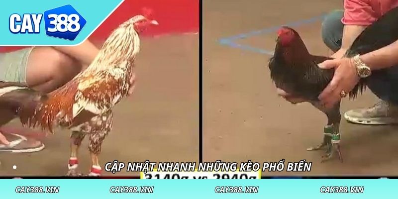Cập nhật nhanh những kèo phổ biến