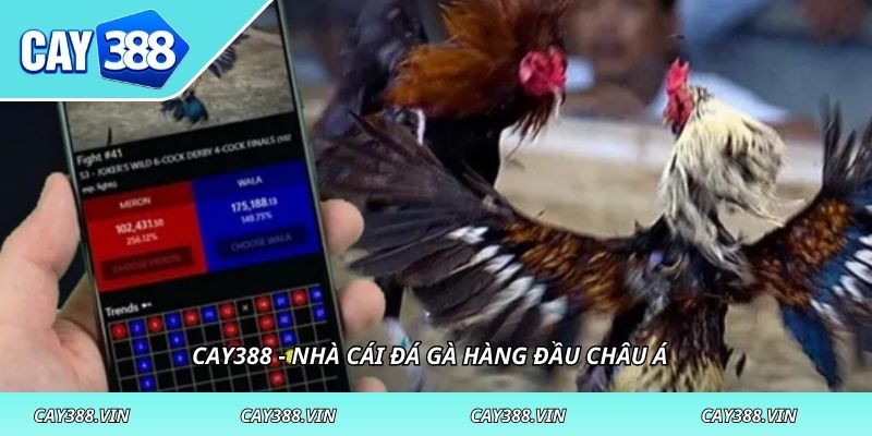CAY388 - Nhà cái đá gà hàng đầu châu Á