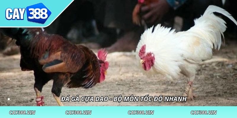 Đá gà cựa dao - Bộ môn tốc độ nhanh