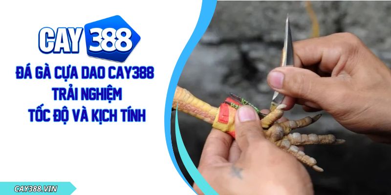 Đá Gà Cựa Dao