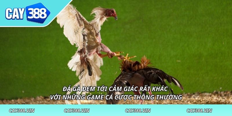 Đá gà đem tới cảm giác rất khác với những game cá cược thông thường