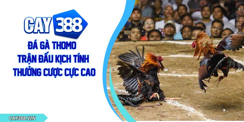 Đá Gà Thomo