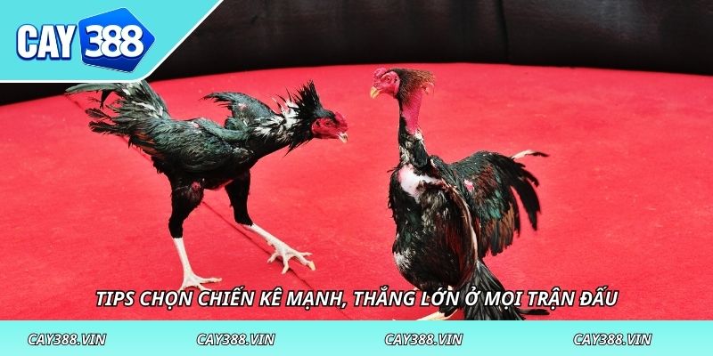 Tips chọn chiến kê mạnh, thắng lớn ở mọi trận đấu